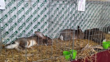Expoziție cu aproape 400 de păsări și mamifere mici de curte, organizată la Colegiului Tehnic „Petru Mușat” Suceava