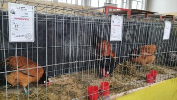 Expoziție cu aproape 400 de păsări și mamifere mici de curte, organizată la Colegiului Tehnic „Petru Mușat” Suceava