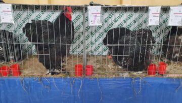 Expoziție cu aproape 400 de păsări și mamifere mici de curte, organizată la Colegiului Tehnic „Petru Mușat” Suceava