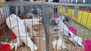 Expoziție cu aproape 400 de păsări și mamifere mici de curte, organizată la Colegiului Tehnic „Petru Mușat” Suceava