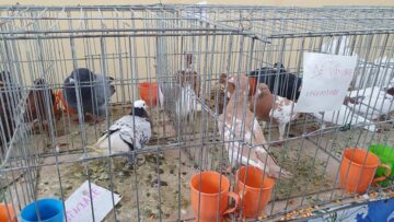 Expoziție cu aproape 400 de păsări și mamifere mici de curte, organizată la Colegiului Tehnic „Petru Mușat” Suceava