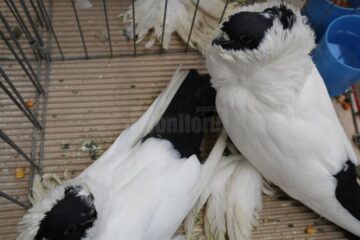 Expoziție cu aproape 400 de păsări și mamifere mici de curte, organizată la Colegiului Tehnic „Petru Mușat” Suceava