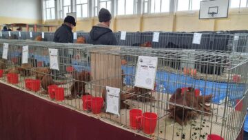 Expoziție cu aproape 400 de păsări și mamifere mici de curte, organizată la Colegiului Tehnic „Petru Mușat” Suceava