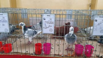 Expoziție cu aproape 400 de păsări și mamifere mici de curte, organizată la Colegiului Tehnic „Petru Mușat” Suceava