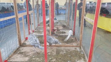 Expoziție cu aproape 400 de păsări și mamifere mici de curte, organizată la Colegiului Tehnic „Petru Mușat” Suceava