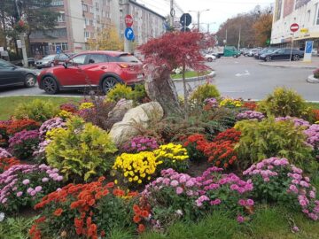 Suceava va fi și în 2020 un oraș al florilor