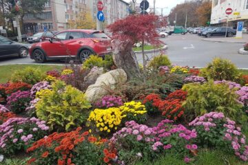 Suceava va fi și în 2020 un oraș al florilor