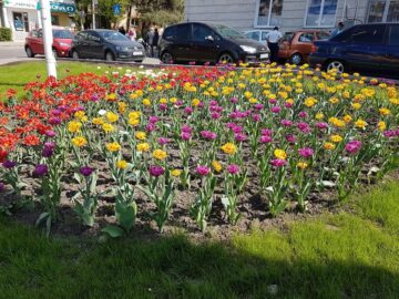 Suceava va fi și în 2020 un oraș al florilor
