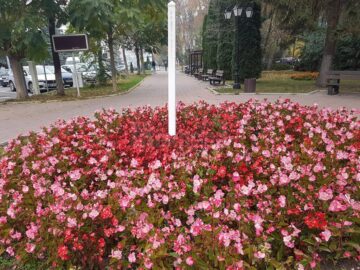 Suceava va fi și în 2020 un oraș al florilor