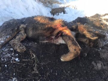 Mai mulți câini au fost împușcați mortal pe un câmp din apropiere de Arbore