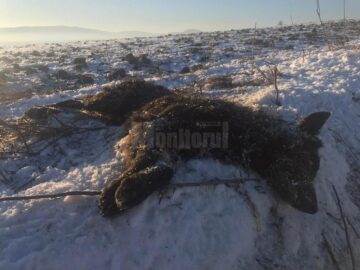 Mai mulți câini au fost împușcați mortal pe un câmp din apropiere de Arbore