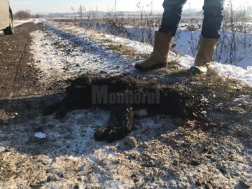 Mai mulți câini au fost împușcați mortal pe un câmp din apropiere de Arbore
