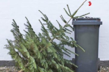 Brazii aruncați lângă punctele de colectare a deșeurilor sunt ridicați gratuit, în aceasta perioadă