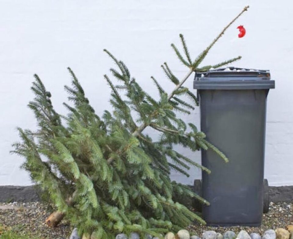 Brazii aruncați lângă punctele de colectare a deșeurilor sunt ridicați gratuit, în aceasta perioadă