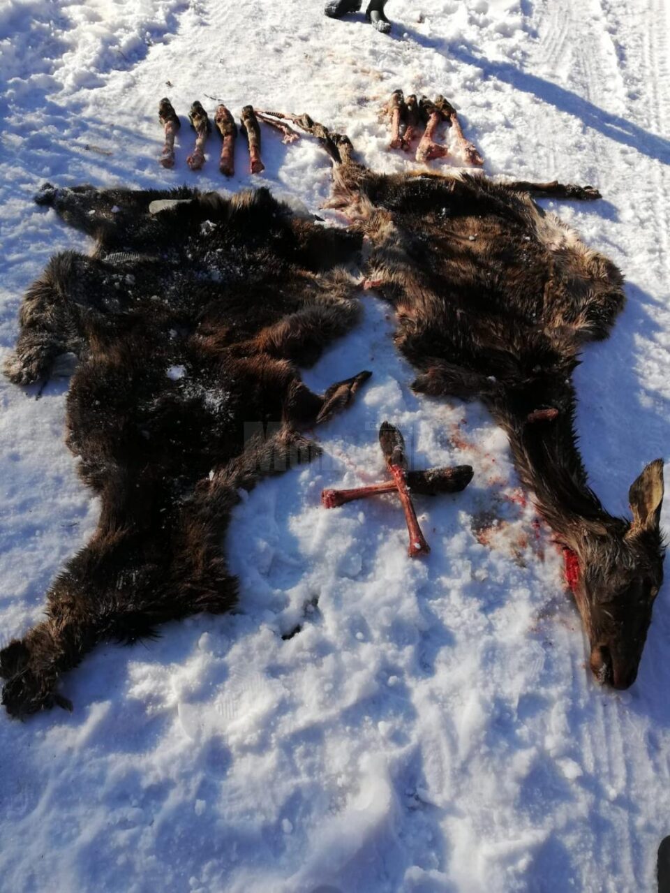 Piei, oase de căprioară și un cap de urs, descoperite de doi tineri pe malul apei, la Vama