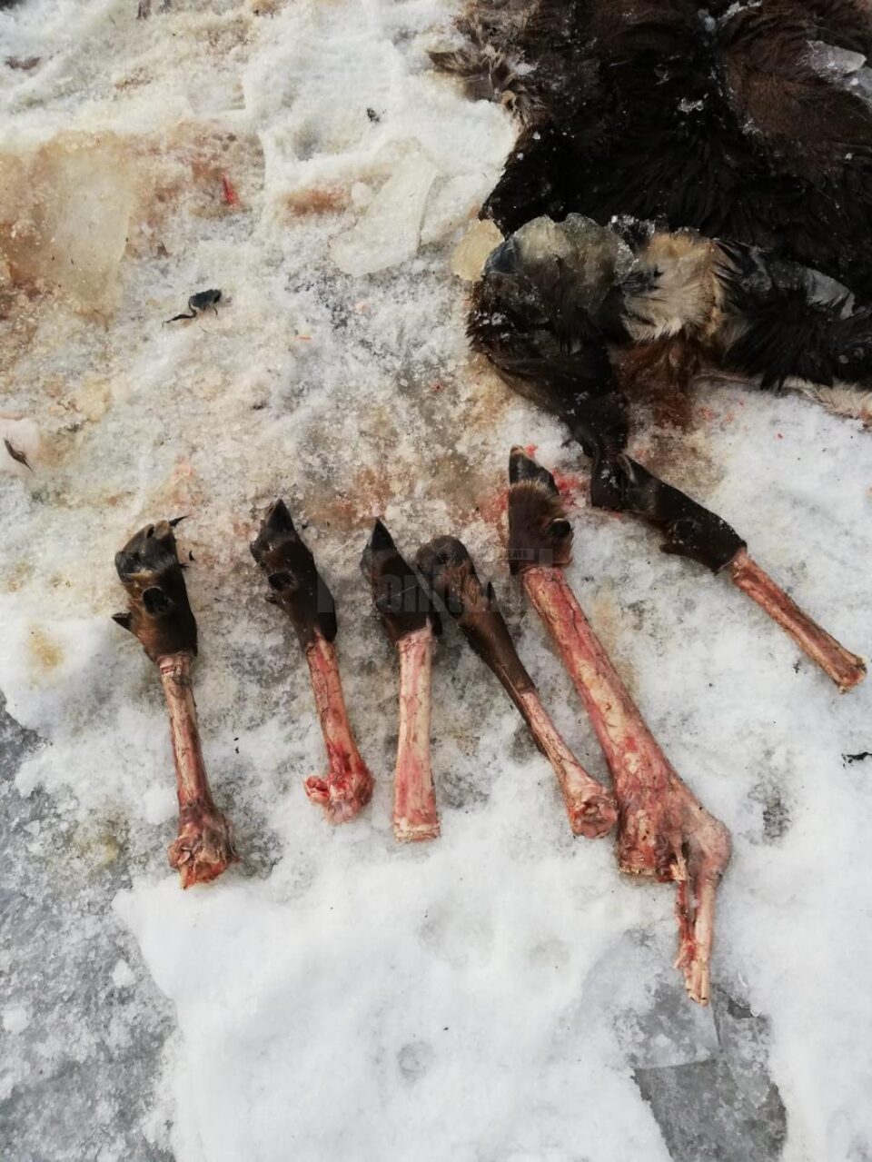 Piei, oase de căprioară și un cap de urs, descoperite de doi tineri pe malul apei, la Vama