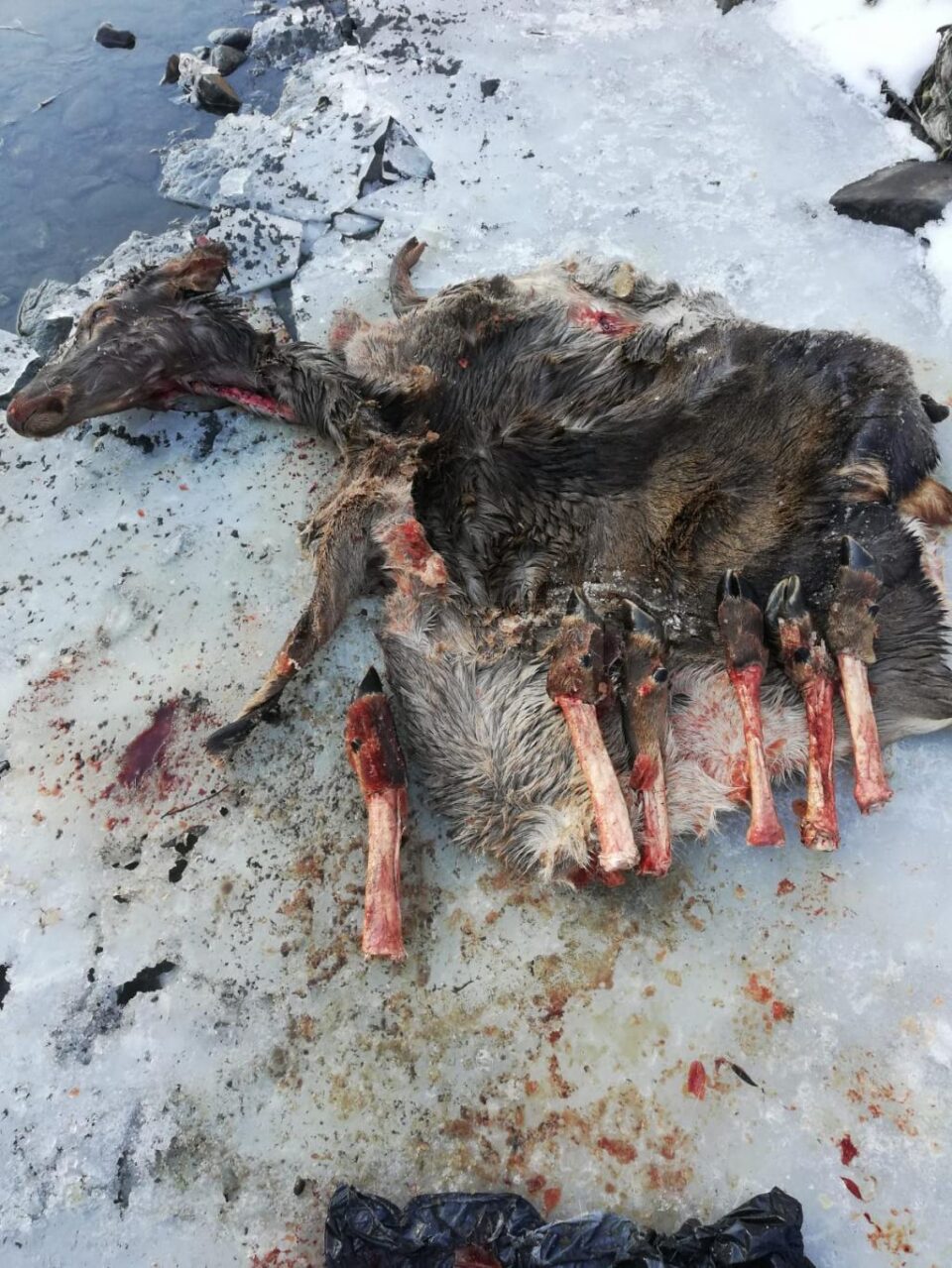 Dovezi ale braconajului în zonă, descoperite în saci, la Vama