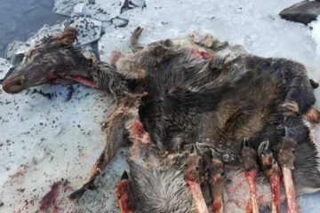 Dovezi ale braconajului în zonă, descoperite în saci, la Vama