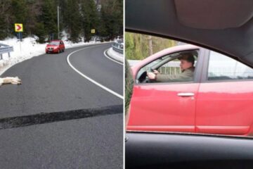 Câine împușcat Câine împușcat