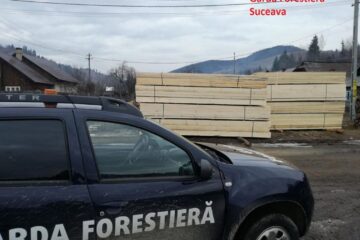 Control demarat de Garda Forestieră Suceava la firma fiului unui consilier al instituției, amendată pentru transport ilegal de cherestea