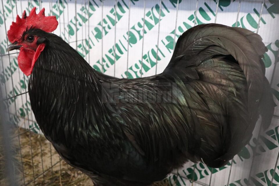 Comercializarea păsărilor în târgurile de animale din județul Suceava a fost interzisă Comercializarea păsărilor în târgurile de animale din județul Suceava a fost interzisă