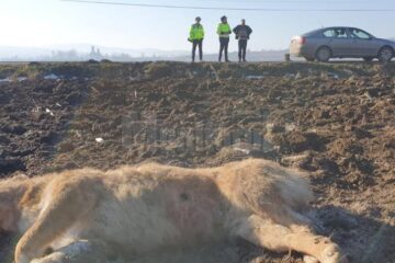 Unul dintre câinii împușcați în apropiere de Sasca Mare