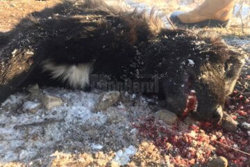 Câinii de la Clit - Arbore și Sasca Mică au murit după ce au fost „îndopați” cu alice