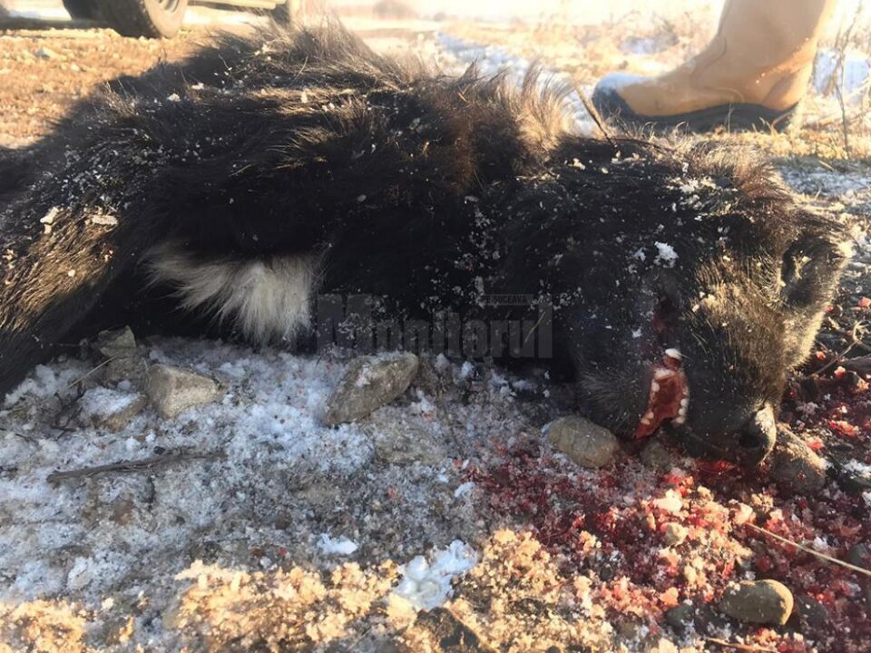 Câinii de la Clit - Arbore și Sasca Mică au murit după ce au fost „îndopați” cu alice Câinii de la Clit - Arbore și Sasca Mică au murit după ce au fost „îndopați” cu alice