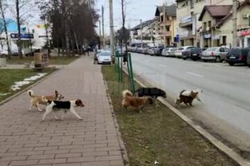 Haită de câini vagabonzi, pe strada Universității