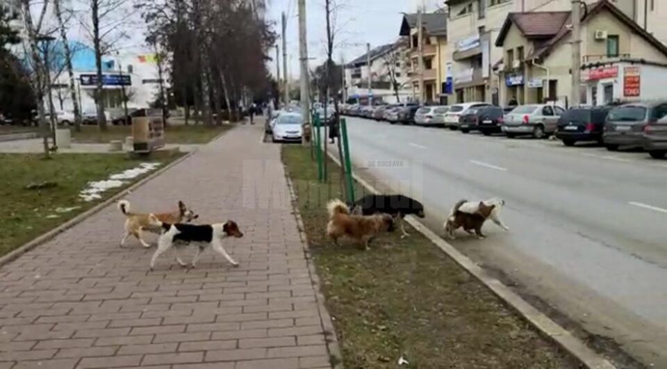 Haită de câini vagabonzi, pe strada Universității