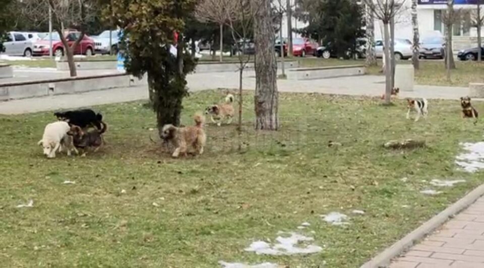 Câinii vagabonzi, prezenți în număr mare pe străzile Sucevei
