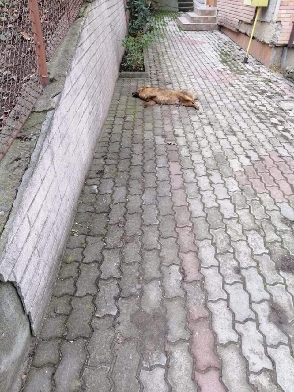 Imagini de coșmar