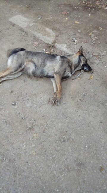 Pisici și câini morți în chinuri, otrăviți, pe străzile din Siret