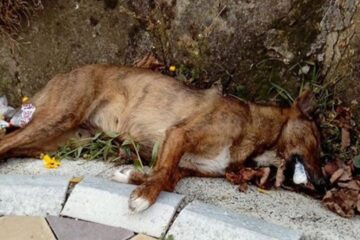 Imagini de coșmar la prima ora a dimineții, la Siret