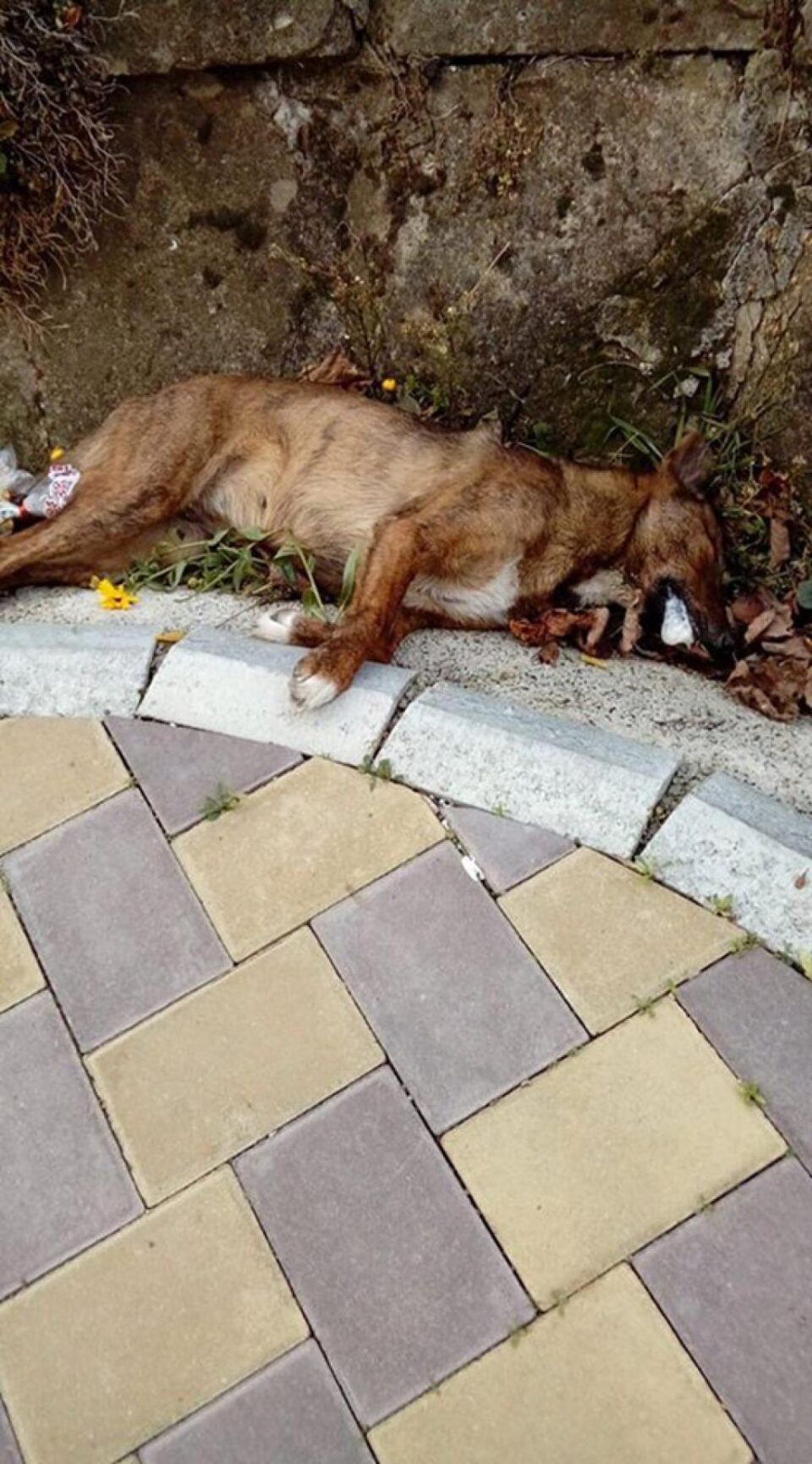 Imagini de coșmar la prima ora a dimineții, la Siret