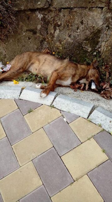 Imagini de coșmar la prima ora a dimineții, la Siret