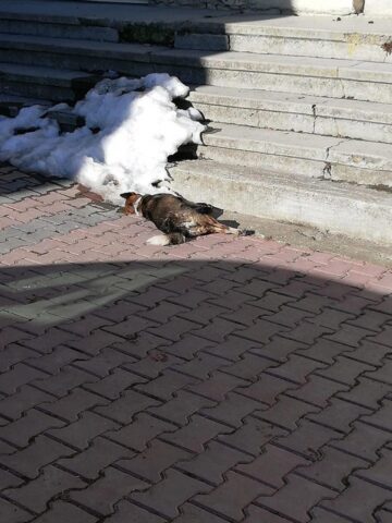 Pisici și câini morți în chinuri, otrăviți, pe străzile din Siret