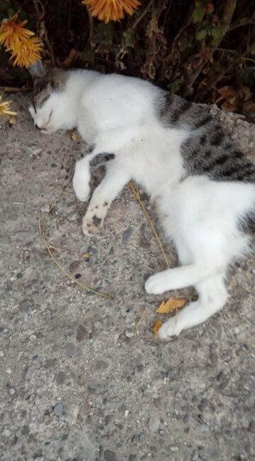 Imagini de coșmar la prima ora a dimineții, la Siret