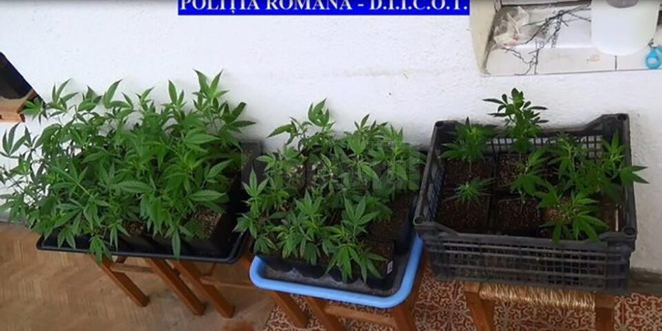 Culturi de canabis g[site la pecheziții