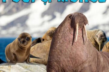 "Foci și morse", la Muzeul de Istorie