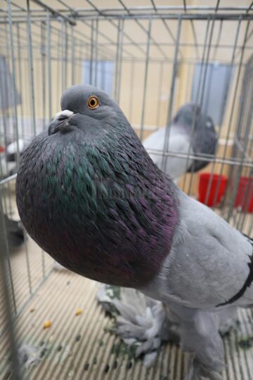 Peste 1.500 de porumbei, găini și iepuri de rasă și alte vietăți de curte, la Expoziția regională „Cupa Moldovei”