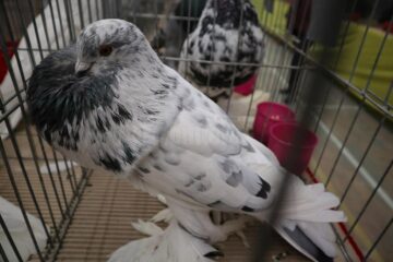 Peste 1.500 de porumbei, găini și iepuri de rasă și alte vietăți de curte, la Expoziția regională „Cupa Moldovei”