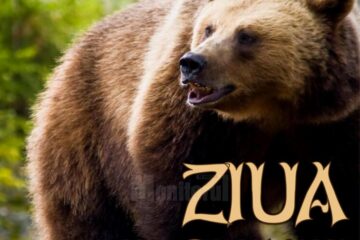 "Ziua Ursului", la Muzeul de Științele Naturii