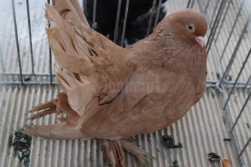 Peste 1.500 de porumbei, găini și iepuri de rasă vor fi admirați la Expoziția regională „Cupa Moldovei”