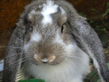 Peste 1.500 de porumbei, găini și iepuri de rasă și alte vietăți de curte, la Expoziția regională „Cupa Moldovei”