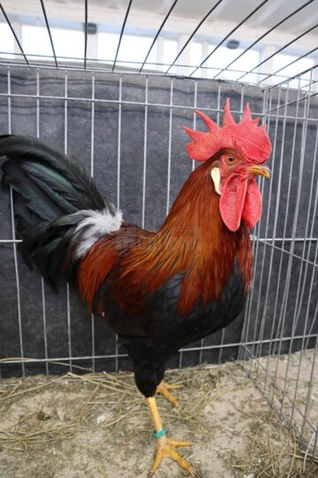 Peste 1.500 de porumbei, găini și iepuri de rasă și alte vietăți de curte, la Expoziția regională „Cupa Moldovei”