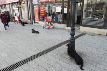 Primăria Suceava alocă fonduri pentru campanii de sterilizare a câinilor fără stăpân, în 2020