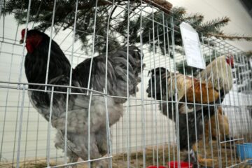 Găinile și cocoșii de rasă, o prezență interesantă la Cupa Moldovei