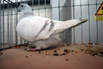 Pasionații de porumbei au de asemenea de unde își alege preferații