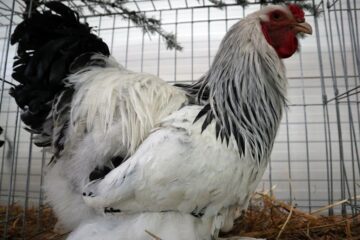 Găinile și cocoșii de rasă, o prezență interesantă la Cupa Moldovei